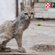 Image for article titled Purina Debuts New ‘Slovenly Feast’ For Nasty-Ass Shelter Cats
